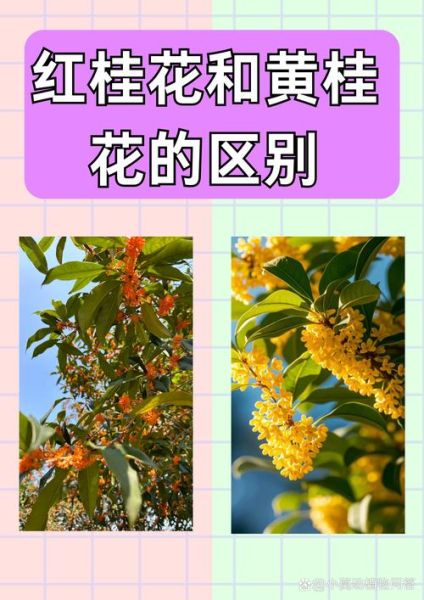 桂花香味怎么形容_桂花有哪些颜色