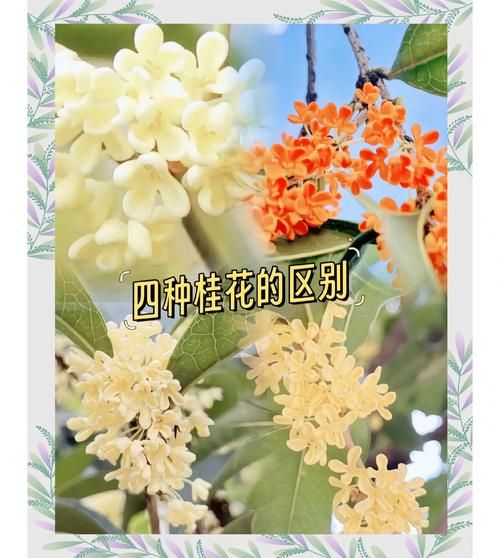 桂花香味怎么形容_桂花有哪些颜色