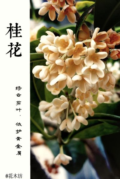 桂花香味怎么形容_桂花有哪些颜色