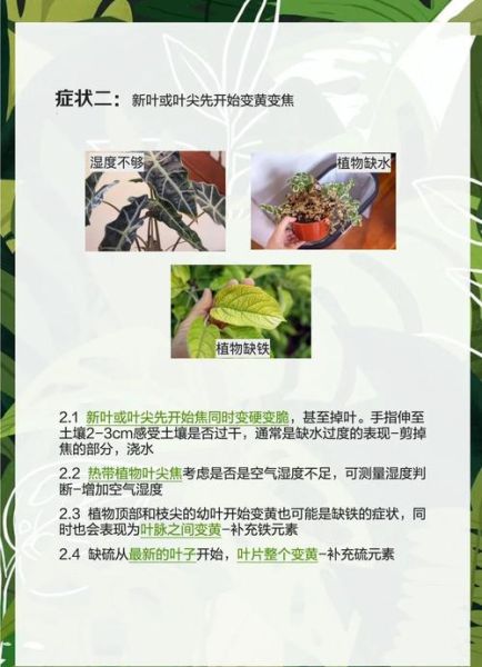 叶子为什么变黄_叶子发黄怎么办