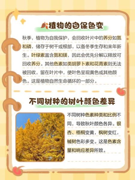 叶子为什么变黄_叶子发黄怎么办