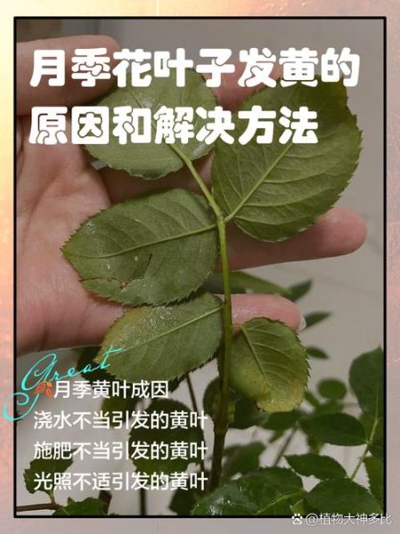 叶子为什么变黄_叶子发黄怎么办
