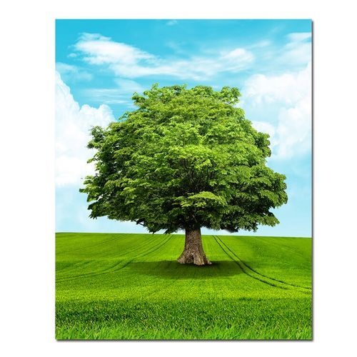 草地树木怎么搭配_草地树木养护技巧