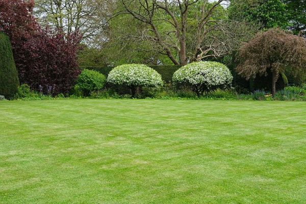 草地树木怎么搭配_草地树木养护技巧