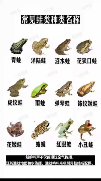 青蛙为什么叫_青蛙的别称有哪些
