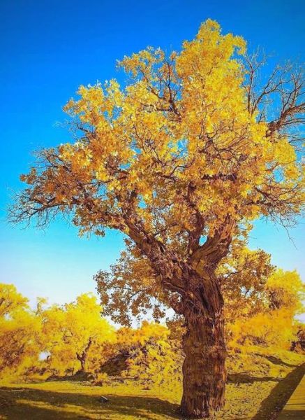 胡杨树有什么特点_胡杨树为什么耐旱