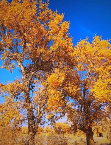 胡杨树有什么特点_胡杨树为什么耐旱