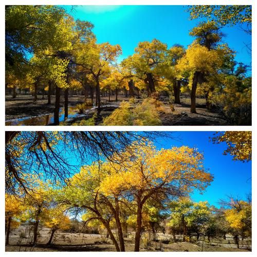 胡杨树有什么特点_胡杨树为什么耐旱