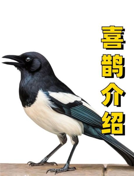 喜鹊报喜是真的吗_喜鹊象征什么寓意