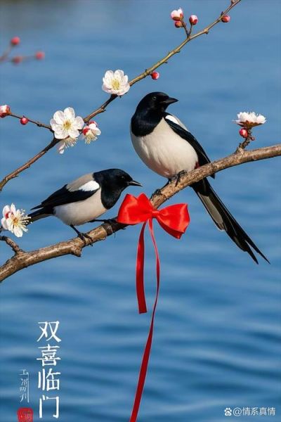 喜鹊报喜是真的吗_喜鹊象征什么寓意
