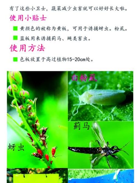夏天的虫有哪些_如何防虫最有效