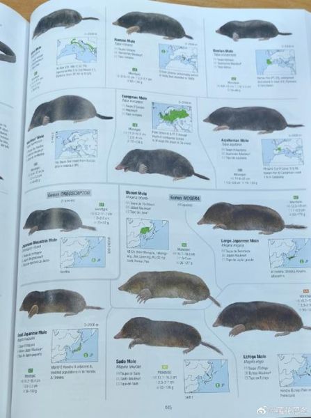 野兽有哪些种类_野兽习性如何分类