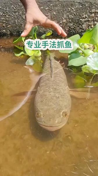 抓鱼味道怎么样_抓鱼味道怎么形容