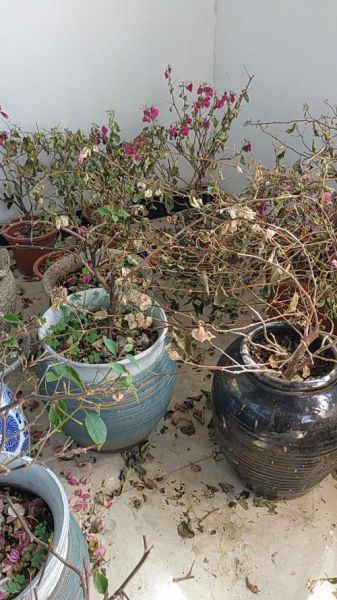 枯枝什么叶_枯枝败叶是什么意思