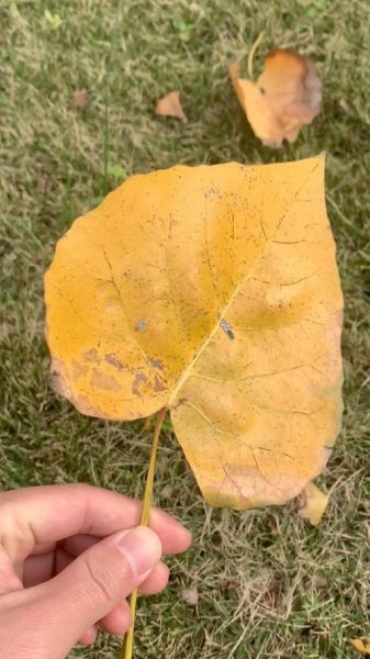 枯枝什么叶_枯枝败叶是什么意思