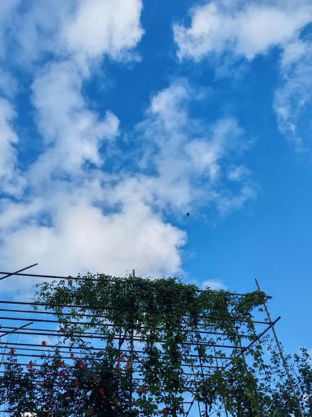 天高气什么_天高气爽是什么意思