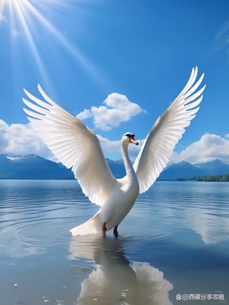 天鹅象征什么寓意_天鹅的优雅体现在哪里