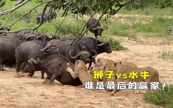 剑拔弩张是什么意思_如何化解剑拔弩张的气氛