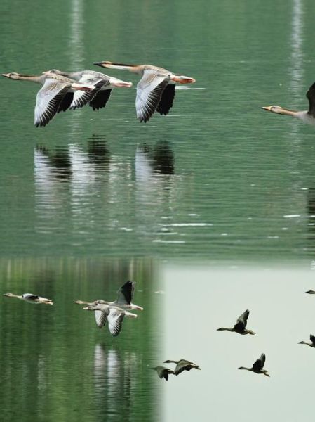 大雁南飞的原因_大雁迁徙路线怎么走