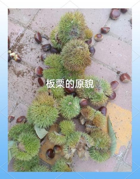 栗子怎么保存不会坏_新鲜栗子可以放多久