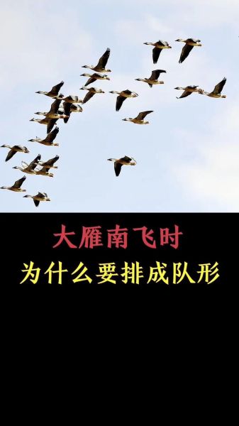 大雁南飞的原因_大雁迁徙路线怎么走