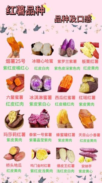 红薯为什么叫地瓜_红薯和地瓜的区别