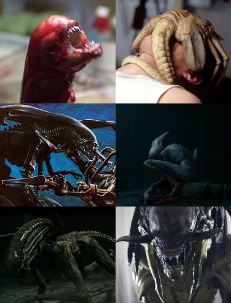 奇形是什么意思_奇形和异形有什么区别