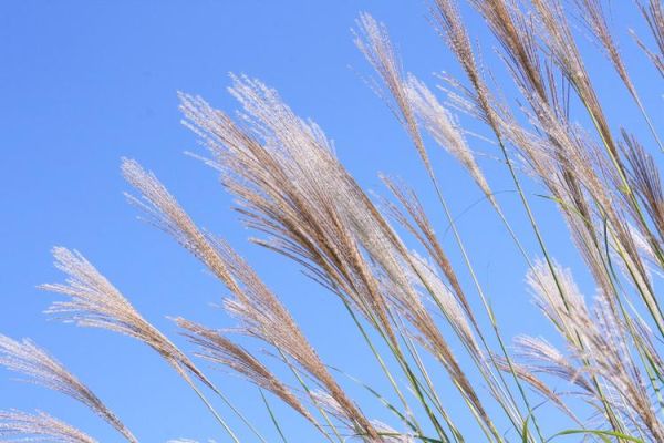 随风摆动的意思是什么_随风摆动的植物有哪些