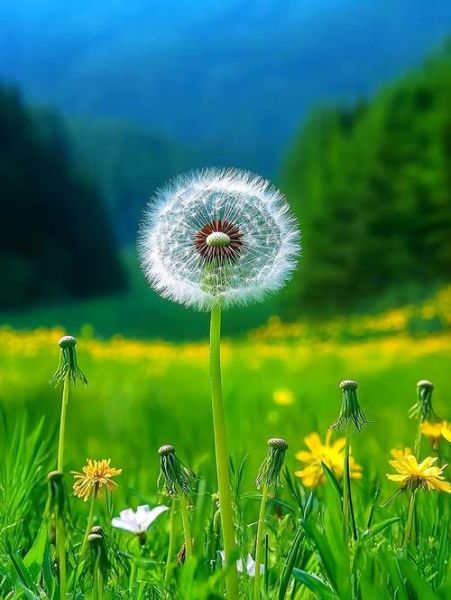 随风摆动的意思是什么_随风摆动的植物有哪些