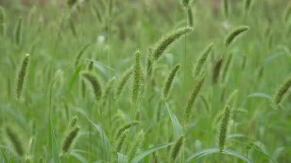 随风摆动的意思是什么_随风摆动的植物有哪些