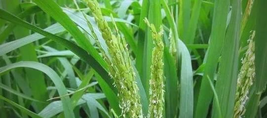 夏日水稻如何管理_水稻高温热害怎么预防