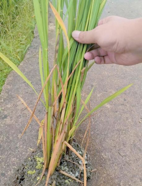 夏日水稻如何管理_水稻高温热害怎么预防