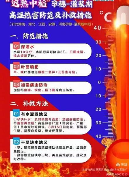 夏日水稻如何管理_水稻高温热害怎么预防