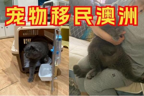 带猫移民需要哪些手续_带猫出国要多少钱