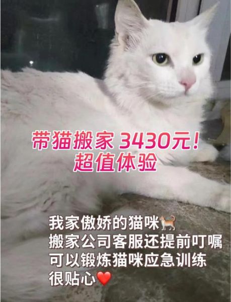 带猫移民需要哪些手续_带猫出国要多少钱