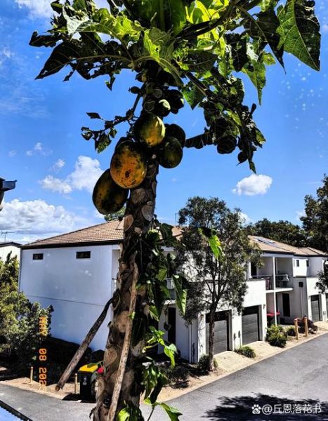 澳洲移民村在哪里_澳洲移民村真实生活