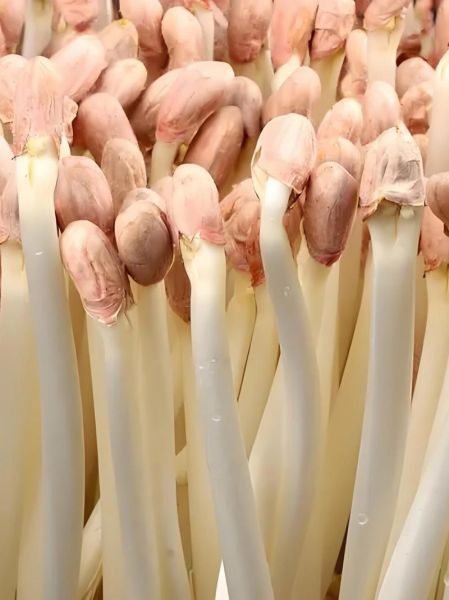 花生怎么保存不生虫_花生发芽还能吃吗