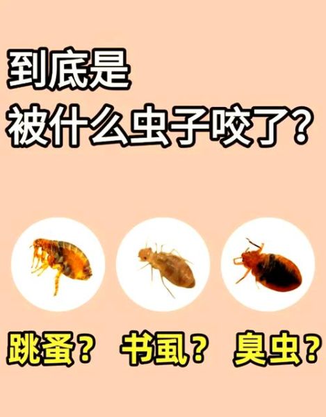 恐怖虫子咬人怎么办_家里常见恐怖虫子有哪些