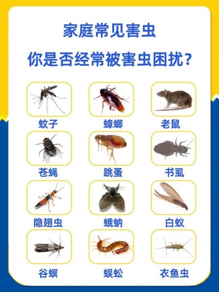 恐怖虫子咬人怎么办_家里常见恐怖虫子有哪些