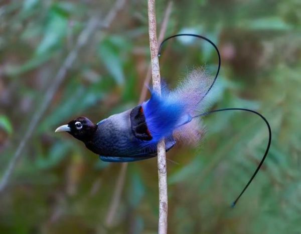 蓝色羽毛的鸟叫什么_如何识别蓝色鸟类