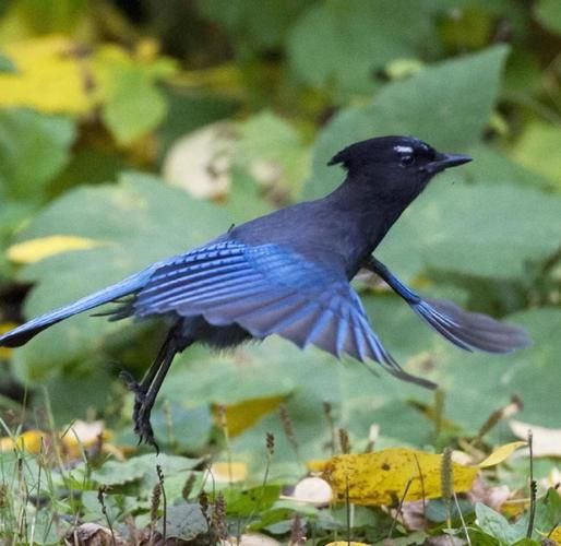 蓝色羽毛的鸟叫什么_如何识别蓝色鸟类