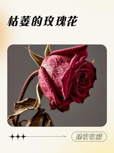 花已凋谢代表什么_如何挽回枯萎的爱情