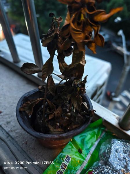 花已凋谢代表什么_如何挽回枯萎的爱情