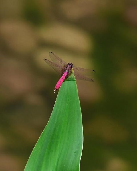 夏天蜻蜓为什么会低飞_夏天蜻蜓低飞是要下雨吗