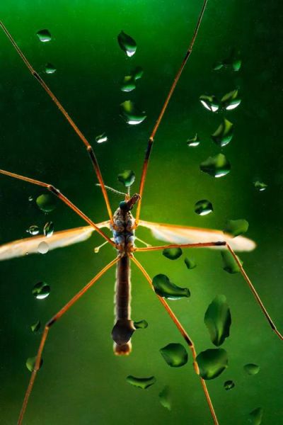 夏天蜻蜓为什么会低飞_夏天蜻蜓低飞是要下雨吗