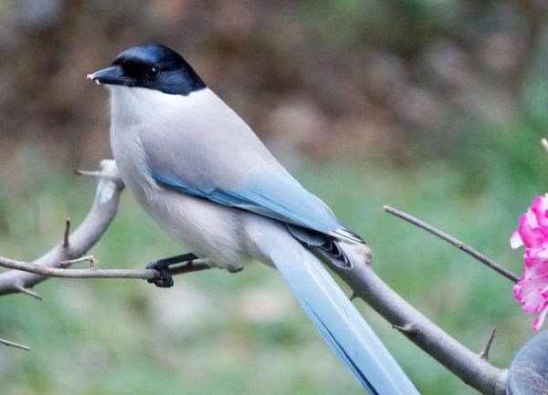 喜鹊为什么叫得悲伤_喜鹊悲伤叫声含义