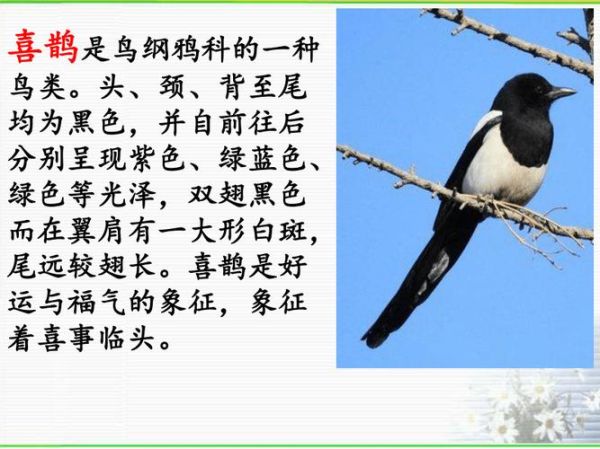 喜鹊为什么叫得悲伤_喜鹊悲伤叫声含义