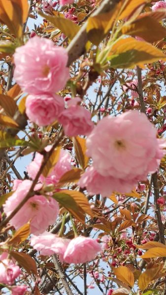 莫加词语是什么_莫加词语怎么用