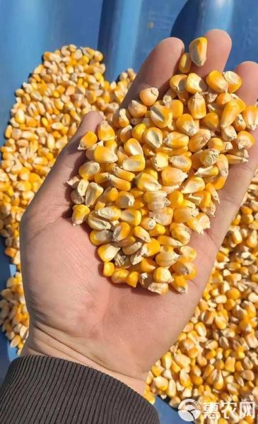 玉米干粮怎么做_玉米干粮保存多久