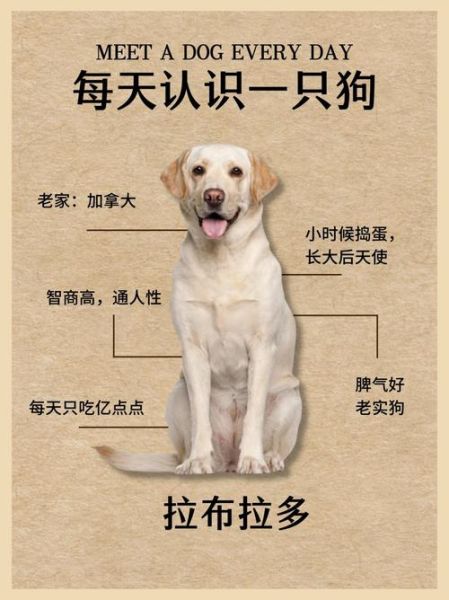 小狗忠诚吗_如何判断小狗是否聪明